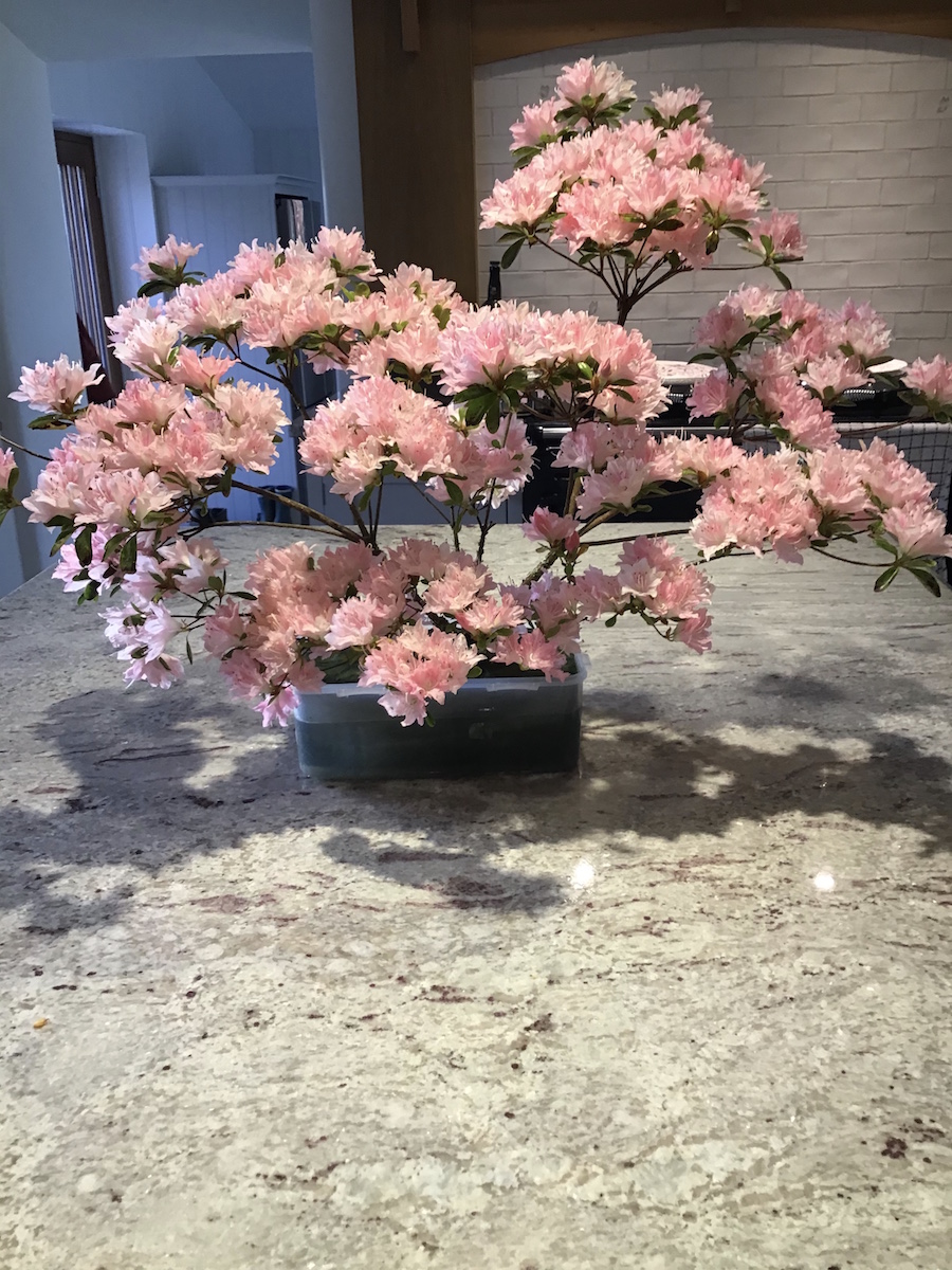 Azuma-kagami' (Wilson 16) AM